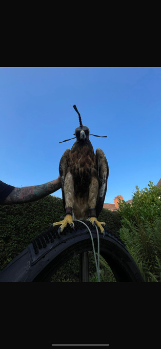 Hybrid goldie x redtail 