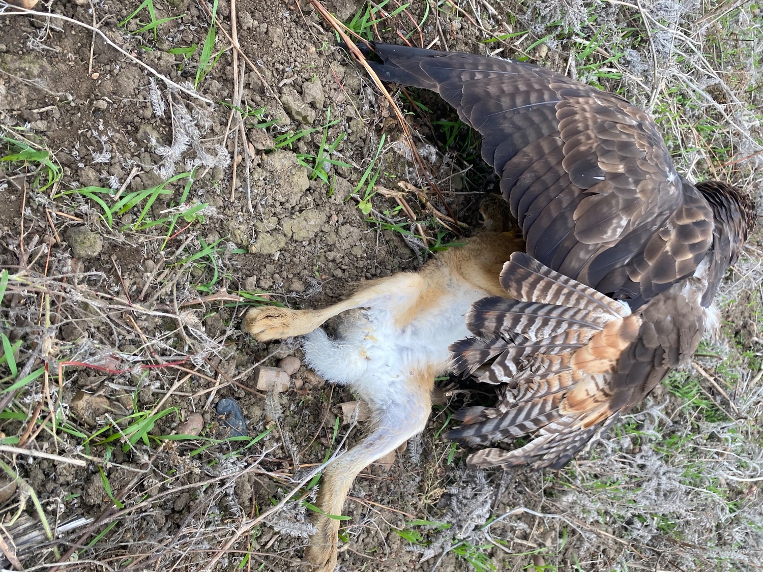 Eagles