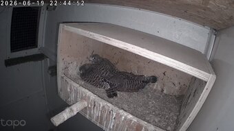 European kestrels  looking for new homes. 2026  fully parent reared.red feather.