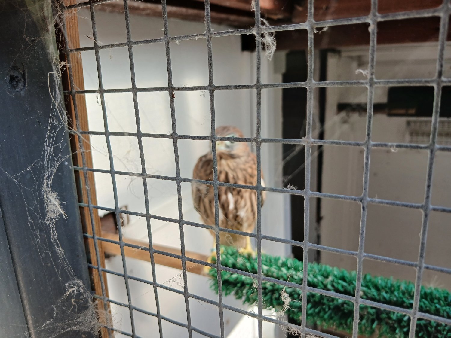 Falcons - {TYPE}