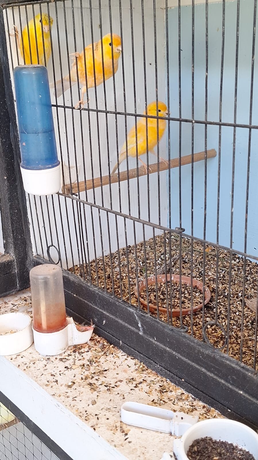Canaries