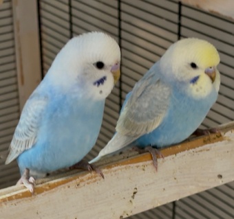 3 Beautiful Baby Greywing budgies