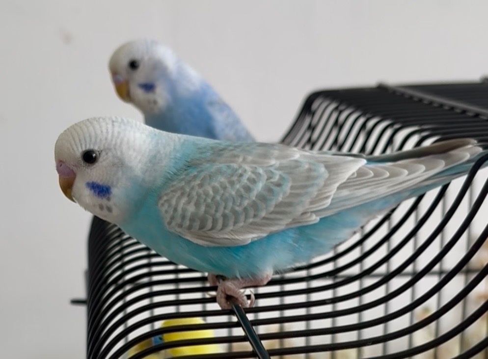 Budgerigars