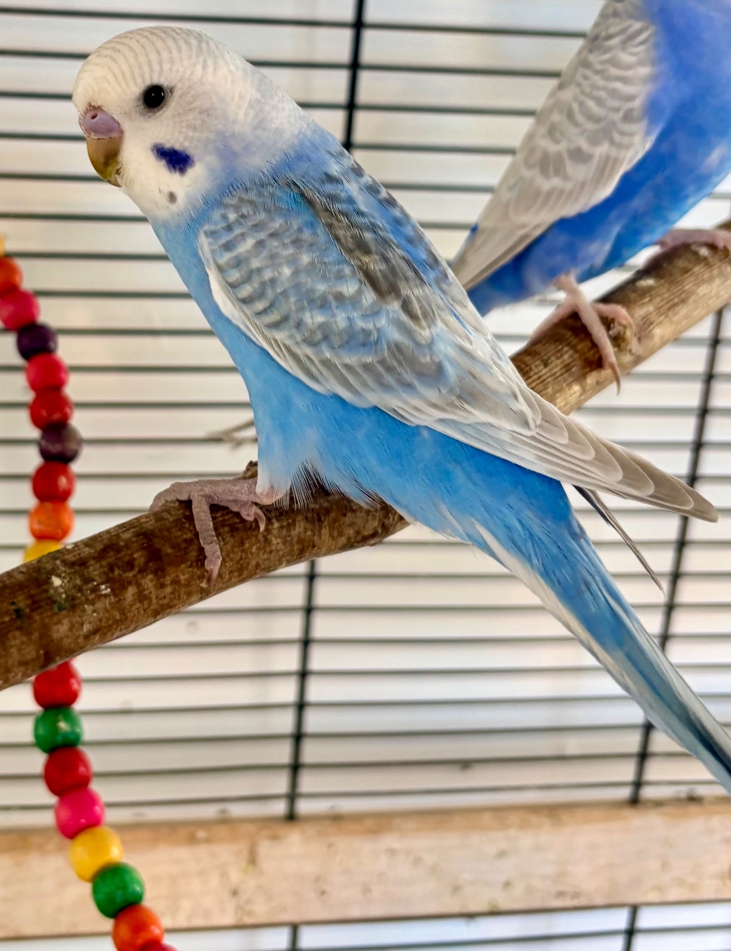 Budgerigars - {TYPE}
