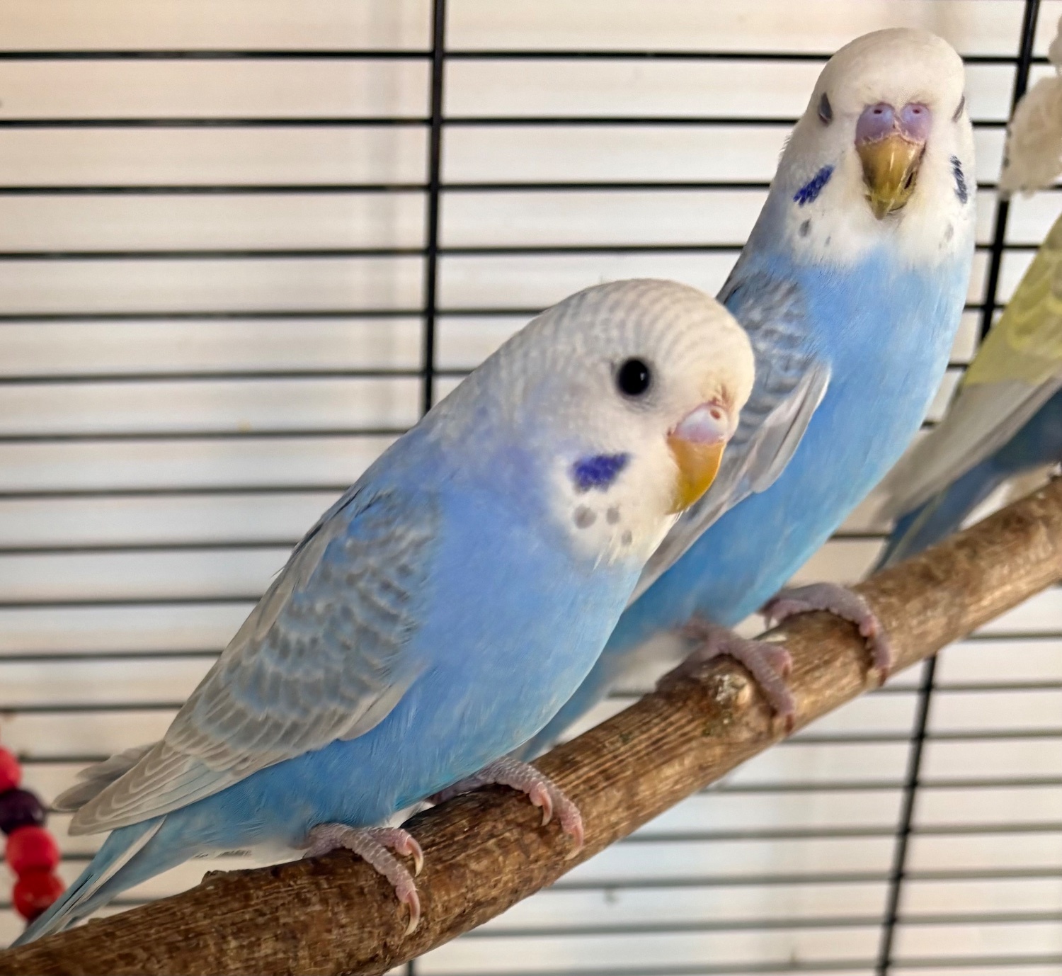 Budgerigars - 3 Beautiful Baby Greywing budgies