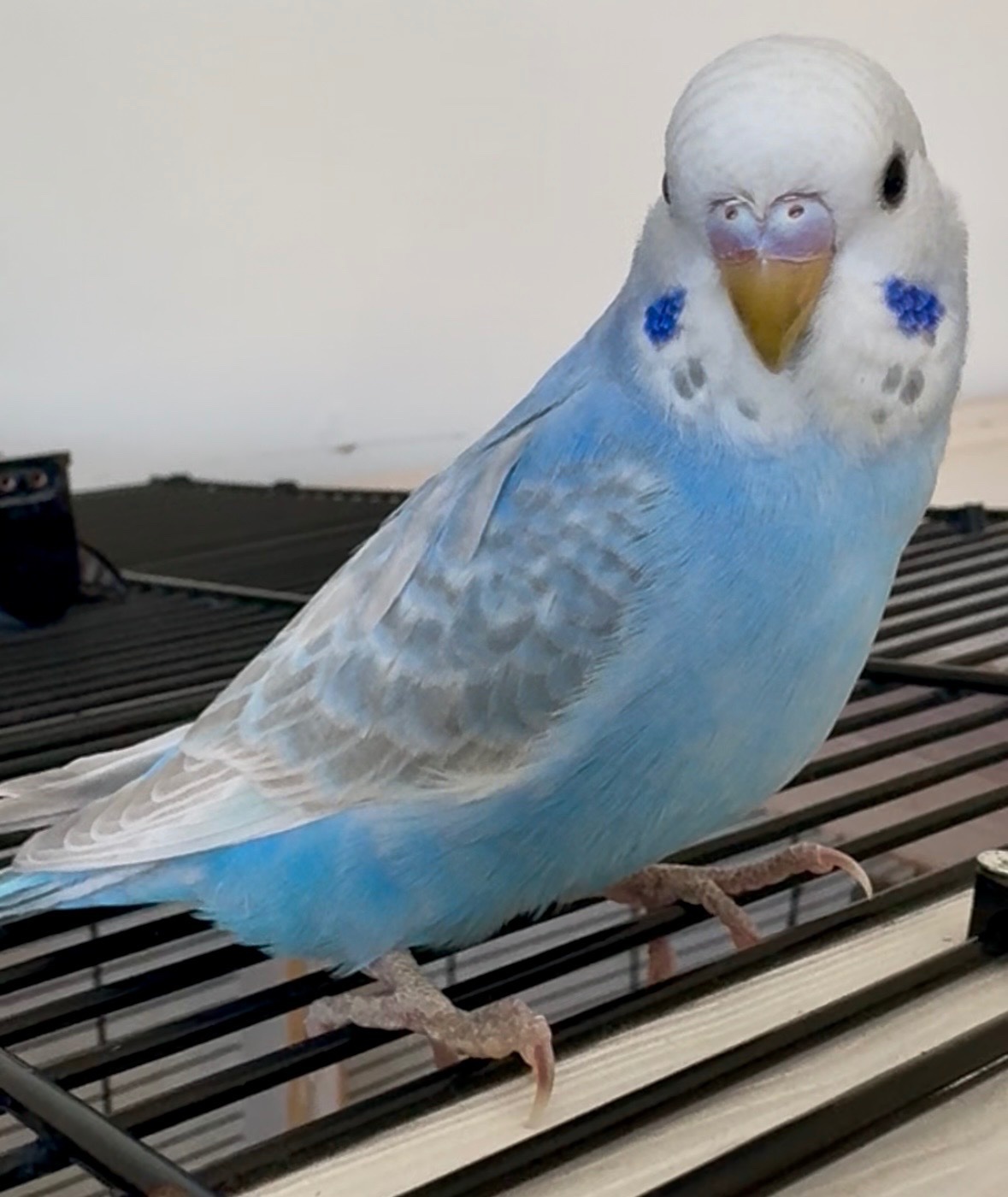 3 Beautiful Baby Greywing budgies - Budgerigars