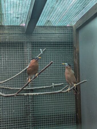 Pagoda starlings breeding pr
