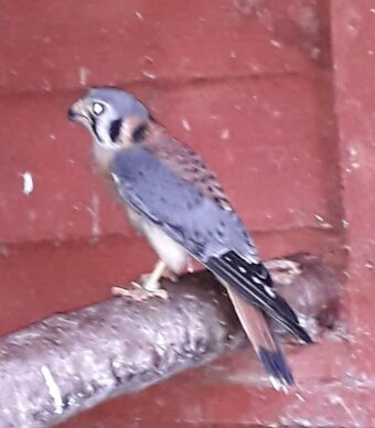 Wanted Male American Kestrel
