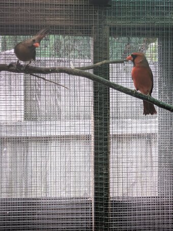 Breeding prs red cardinals
