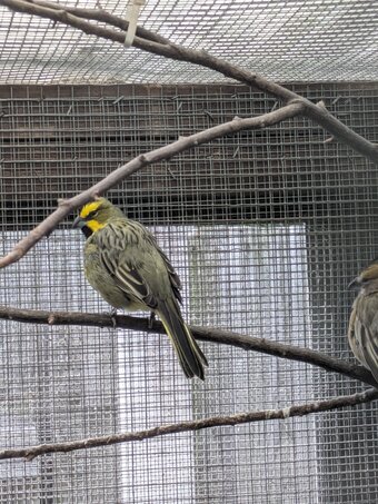 Green cardinal breeding pr