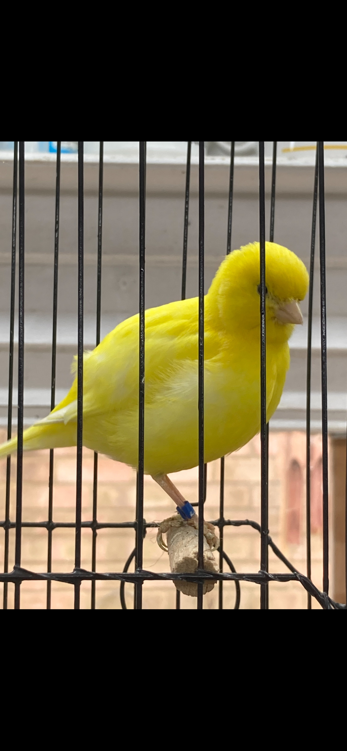 Canaries