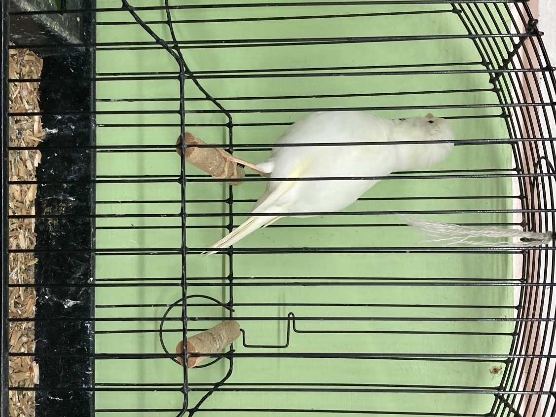 Canaries - {TYPE}