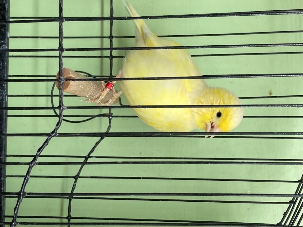 Canaries - Champion fife canaries