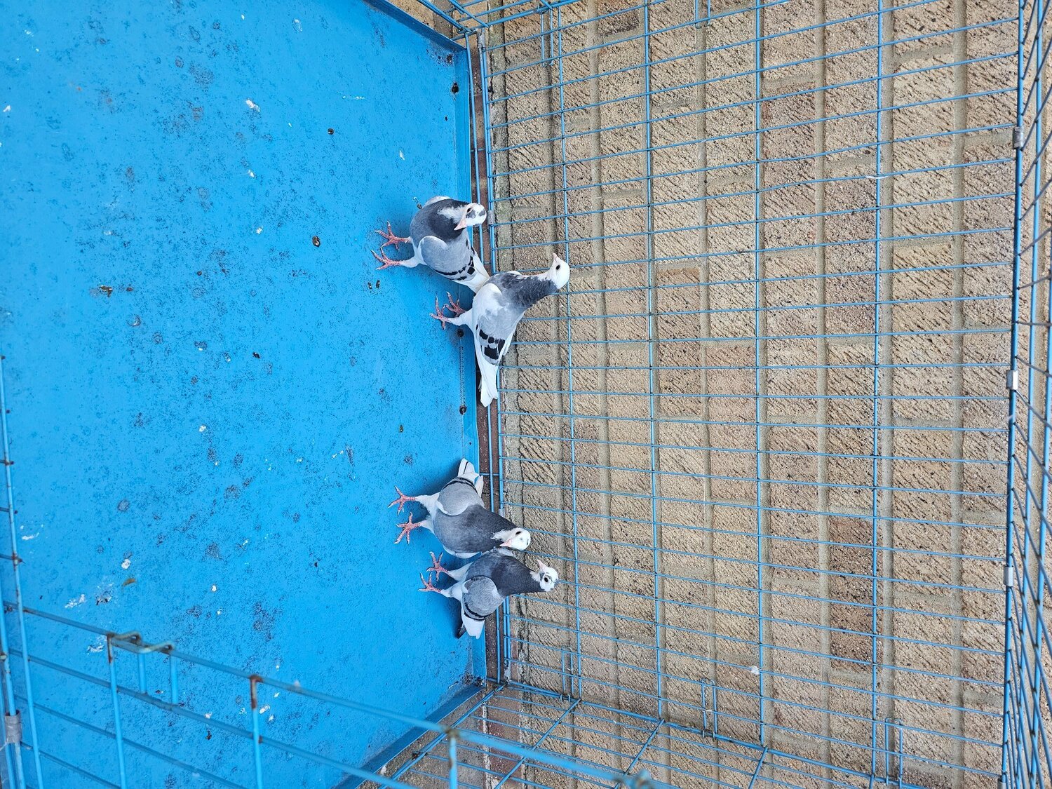 Pigeons