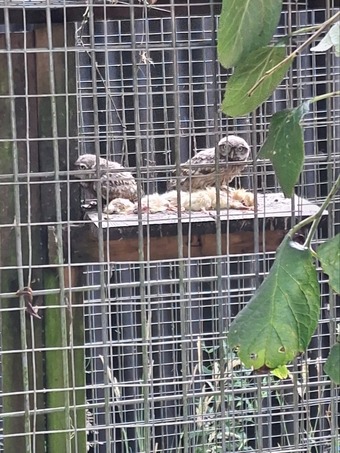 PARENT REARED LITTLE OWLS 