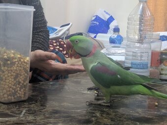 Male Parrot 24 months 
