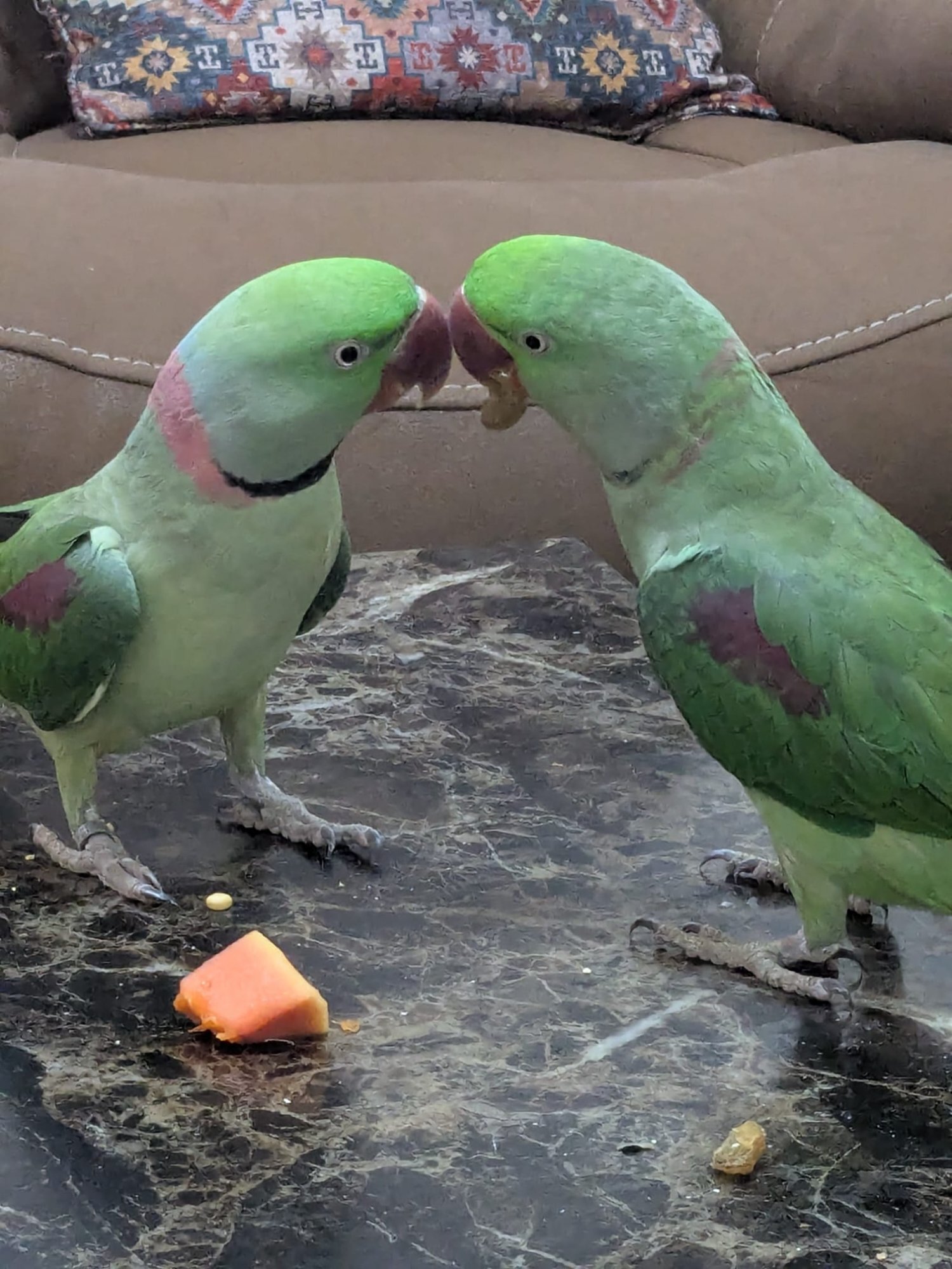 Lovebirds