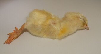 Frozen Day Old Chicks 250/10kg Boxes