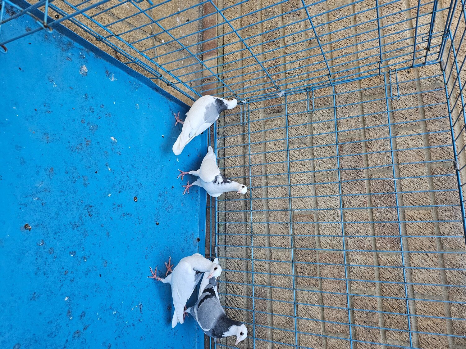 Pigeons