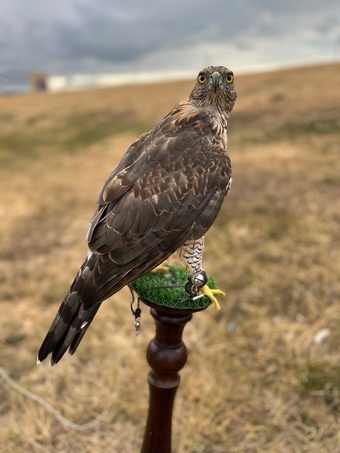 Northern goshawk 14 month old 