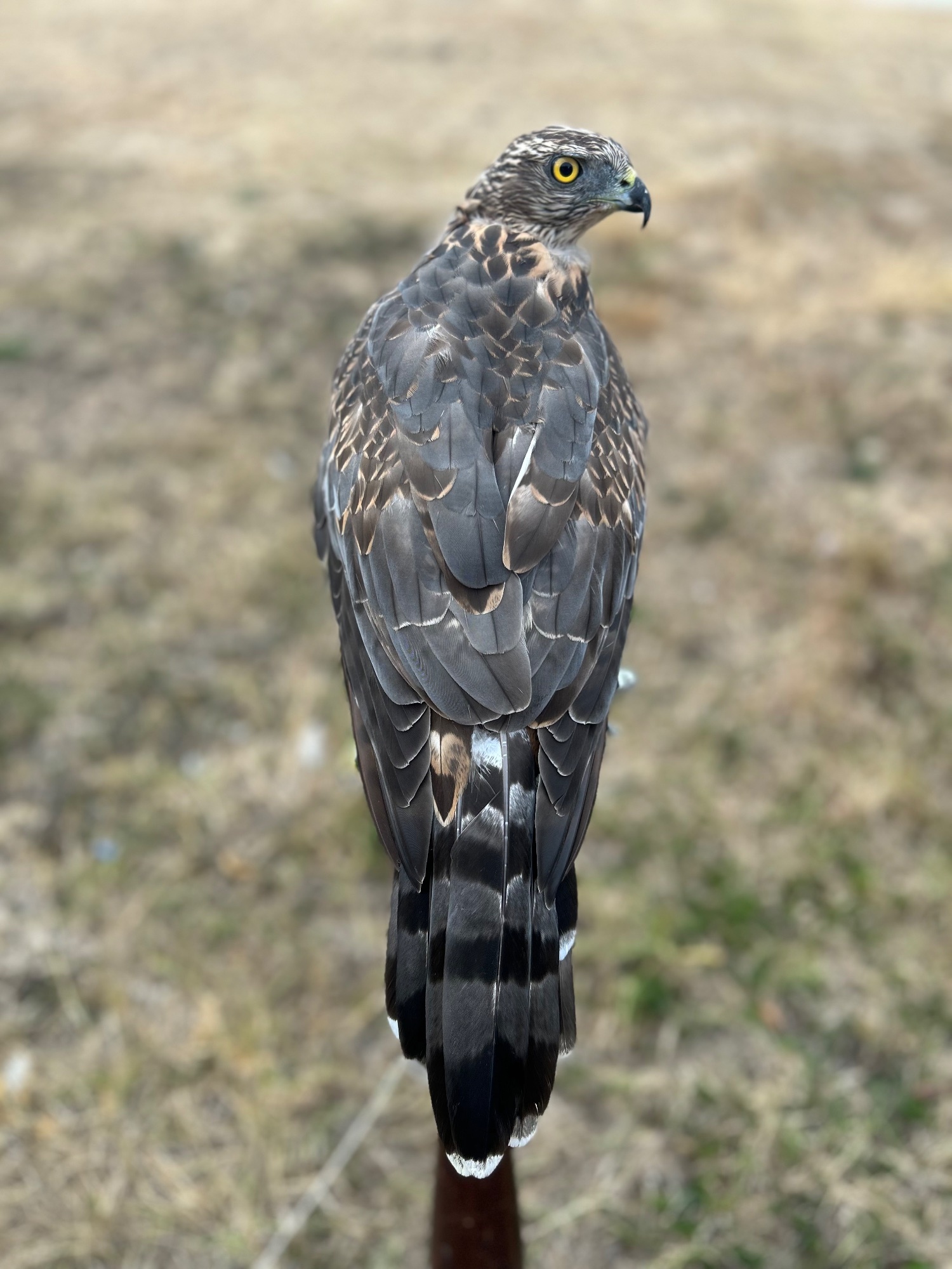 Hawks