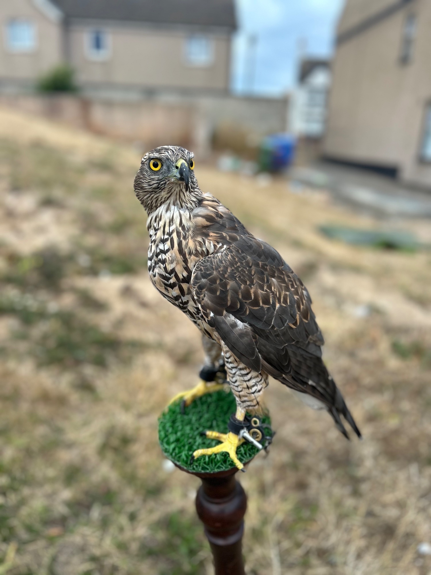 Hawks - {TYPE}