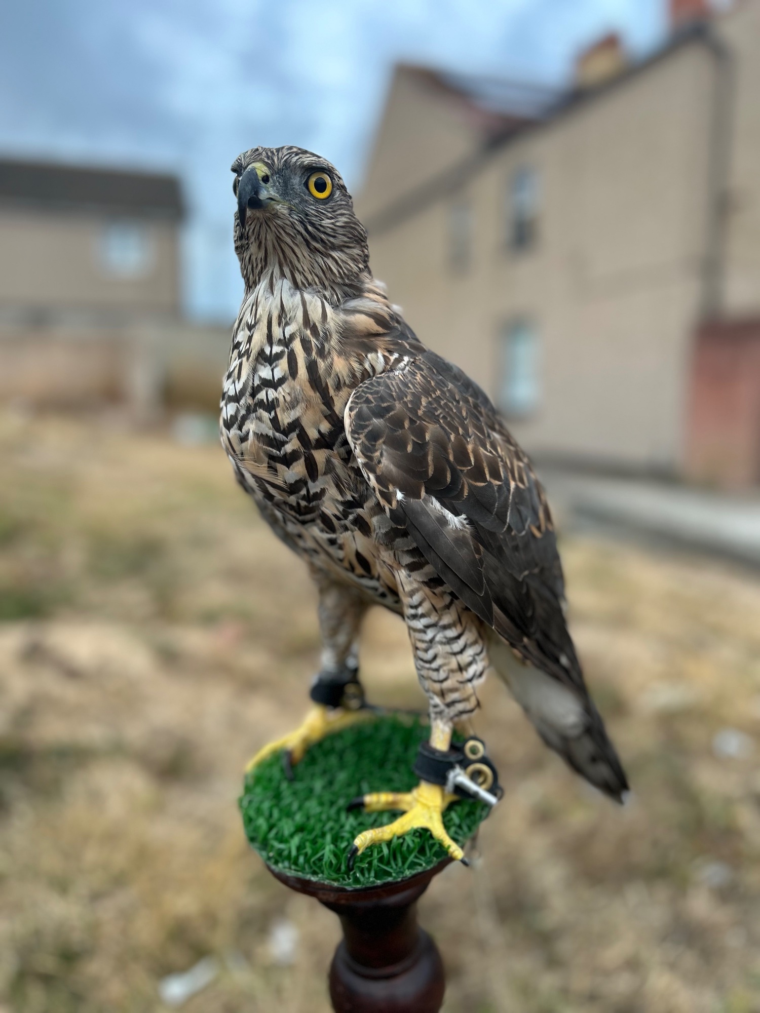 Hawks - Northern goshawk 14 month old 