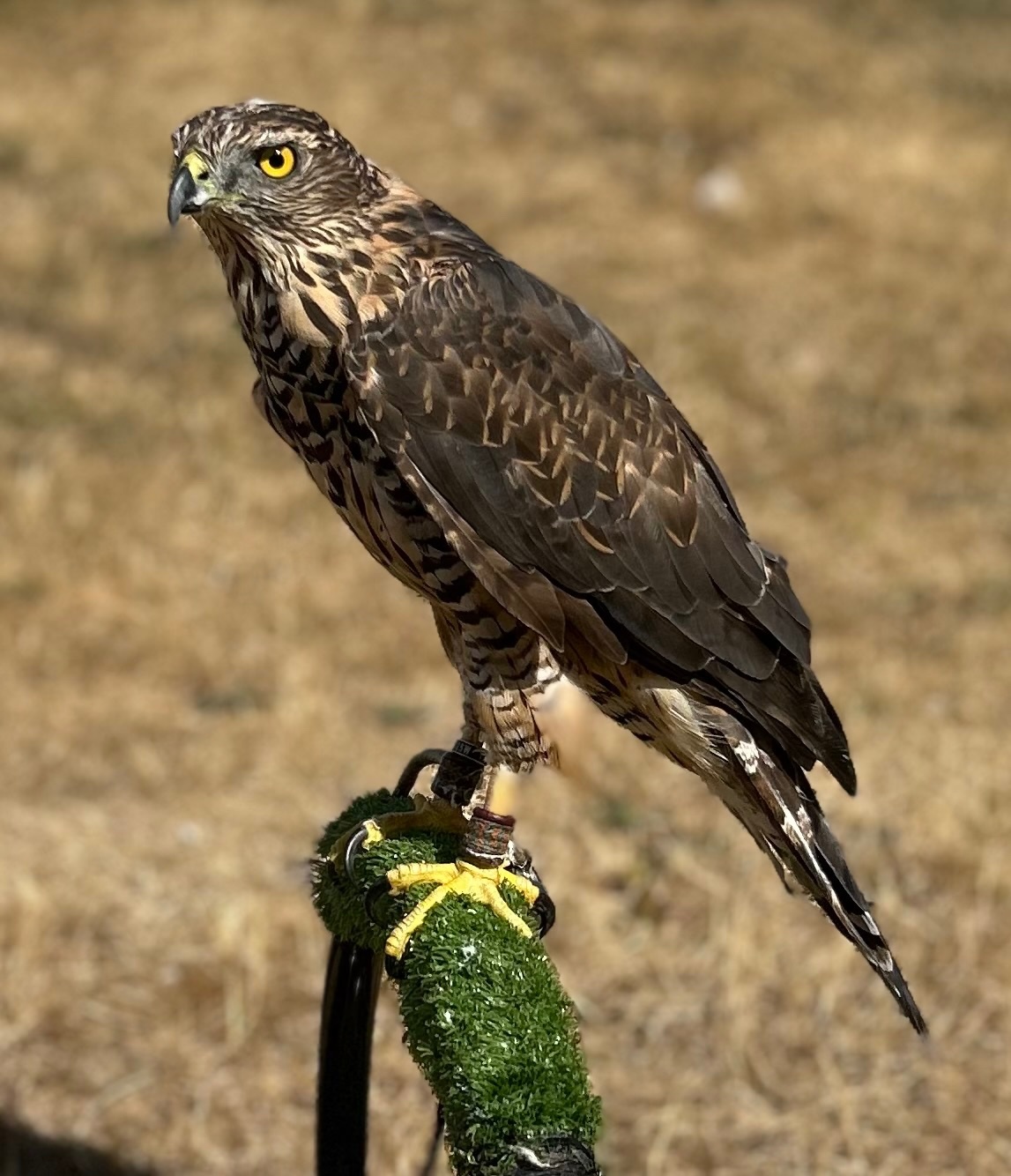 Northern goshawk 14 month old  - Hawks