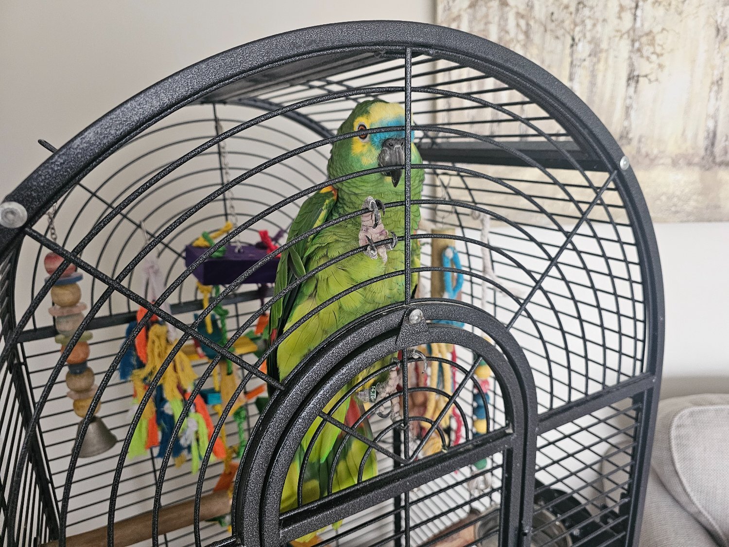 Amazon Blue 30 year old parrot in {LOCATION}