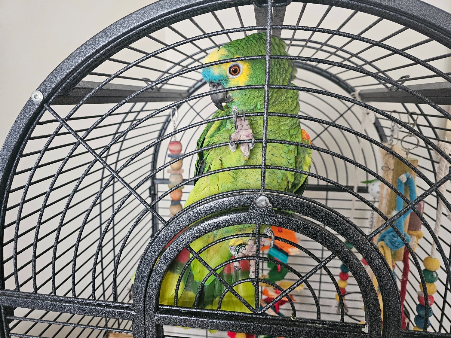 Amazons - Amazon Blue 30 year old parrot