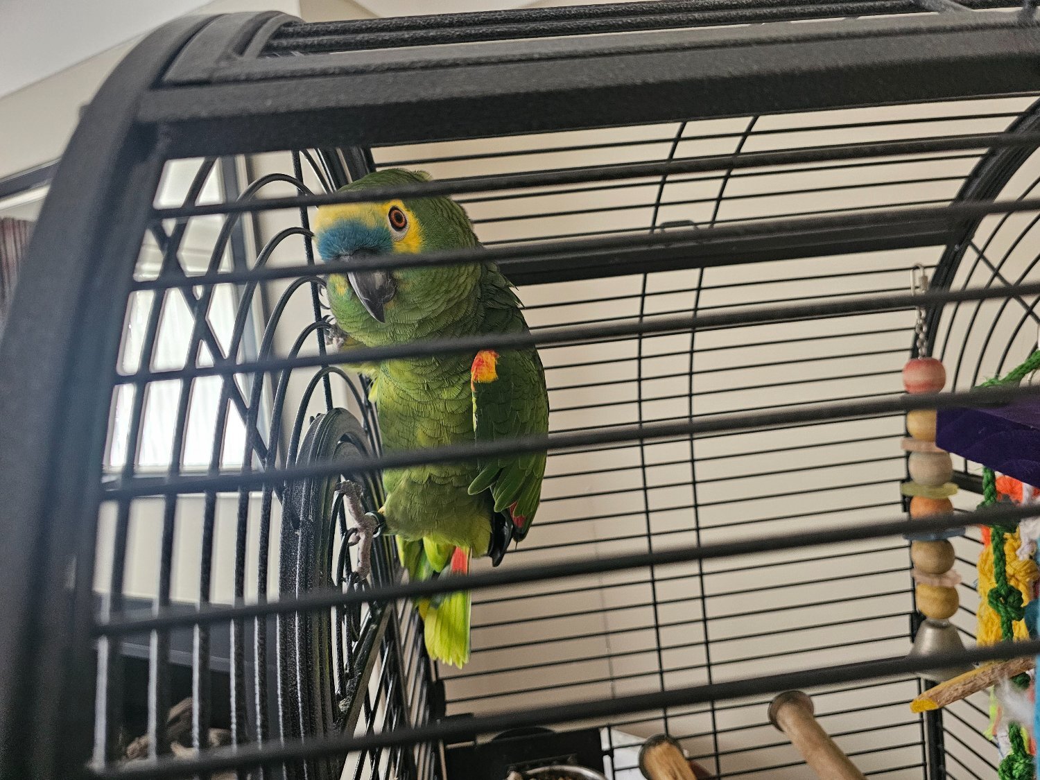 Amazon Blue 30 year old parrot - Amazons