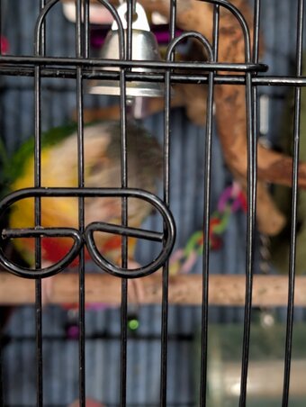 2 year old pineapple conure