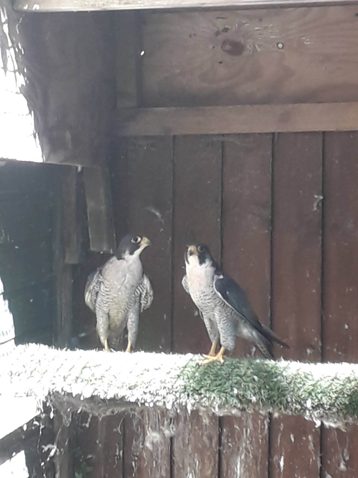 Male peregrine falcons for sale 2022 birds in perfect condition p/R  in {LOCATION}