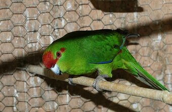 Young green kakariki with cage