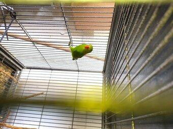 Abyssinian lovebird hen