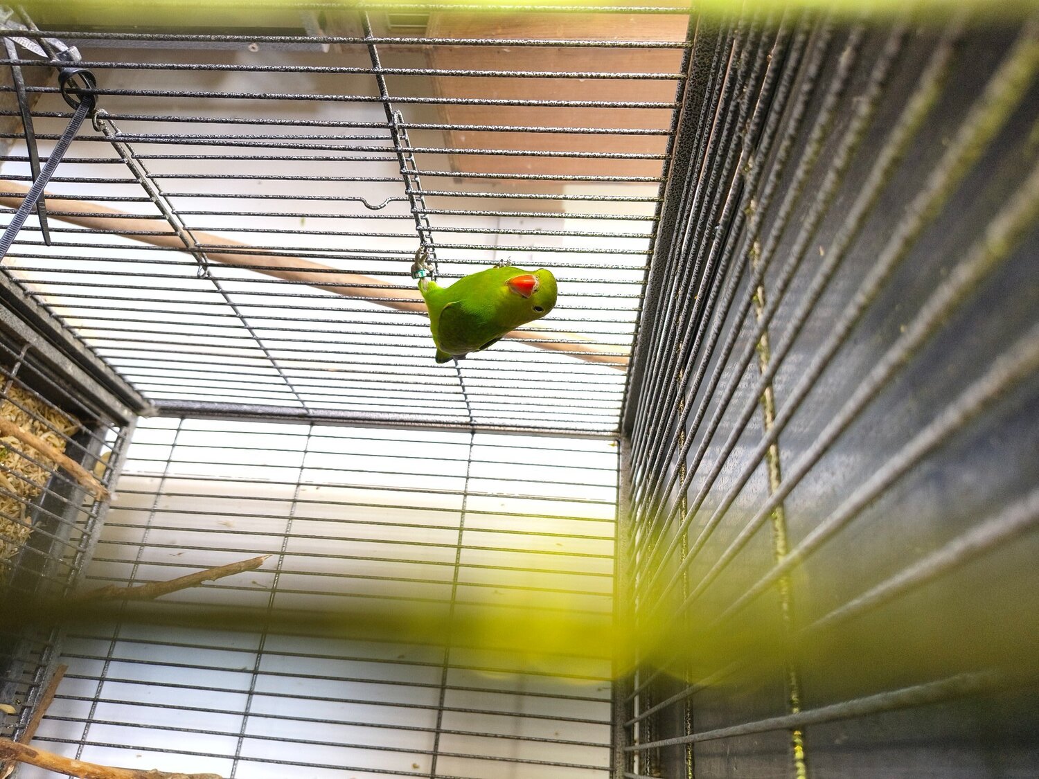 Abyssinian lovebird hen in {LOCATION}