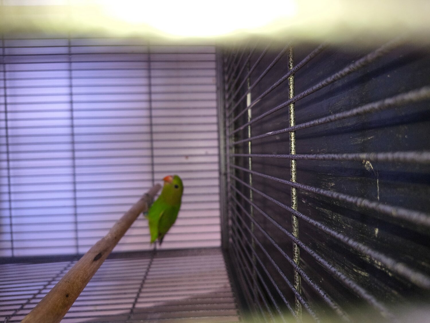 Other Parrots