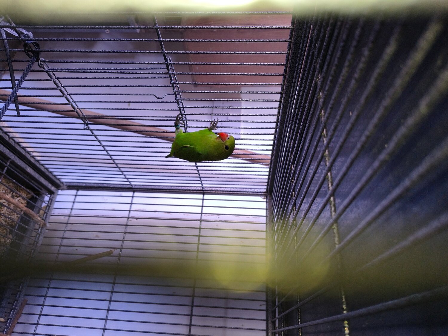 Other Parrots - {TYPE}