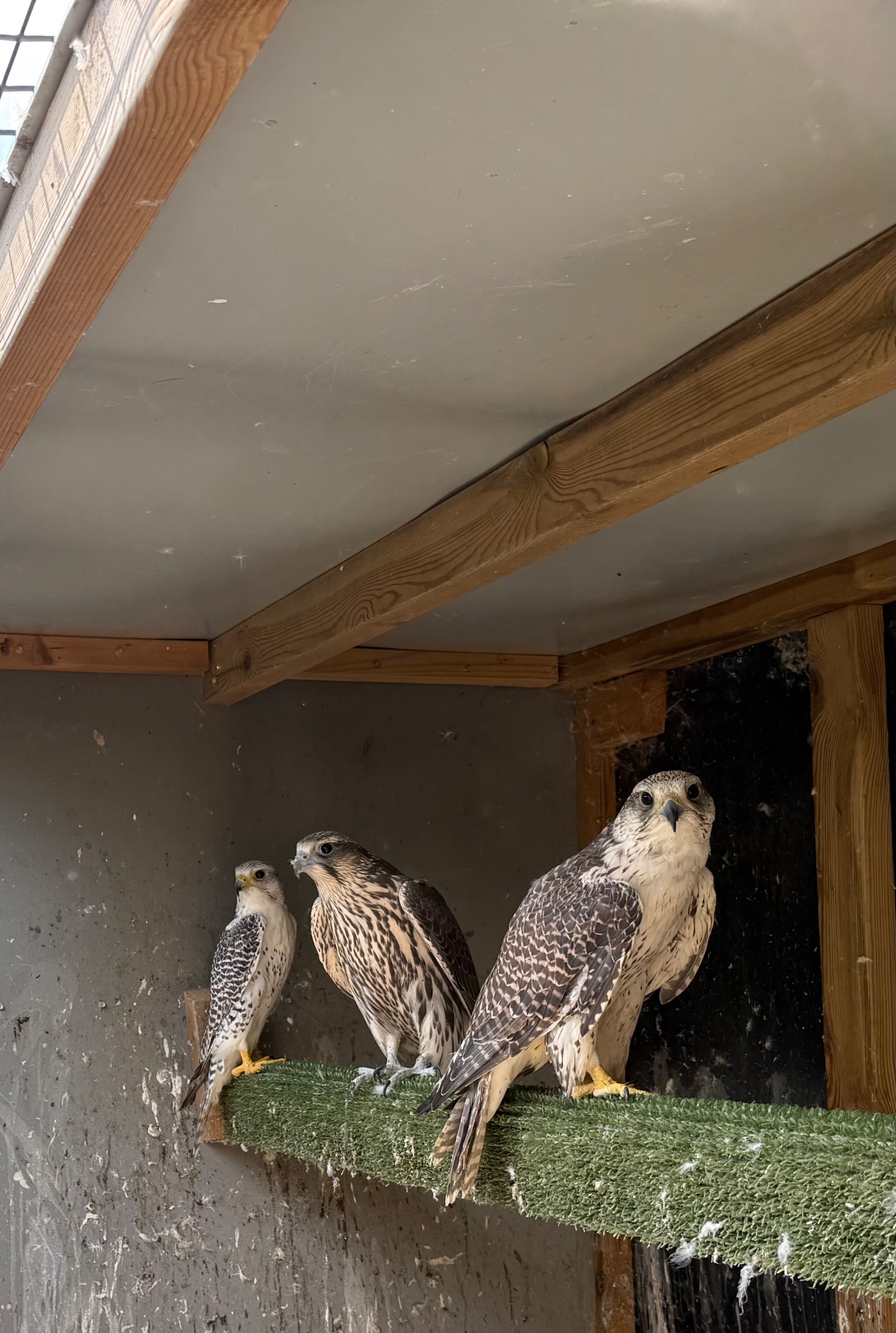 Falcons - {TYPE}