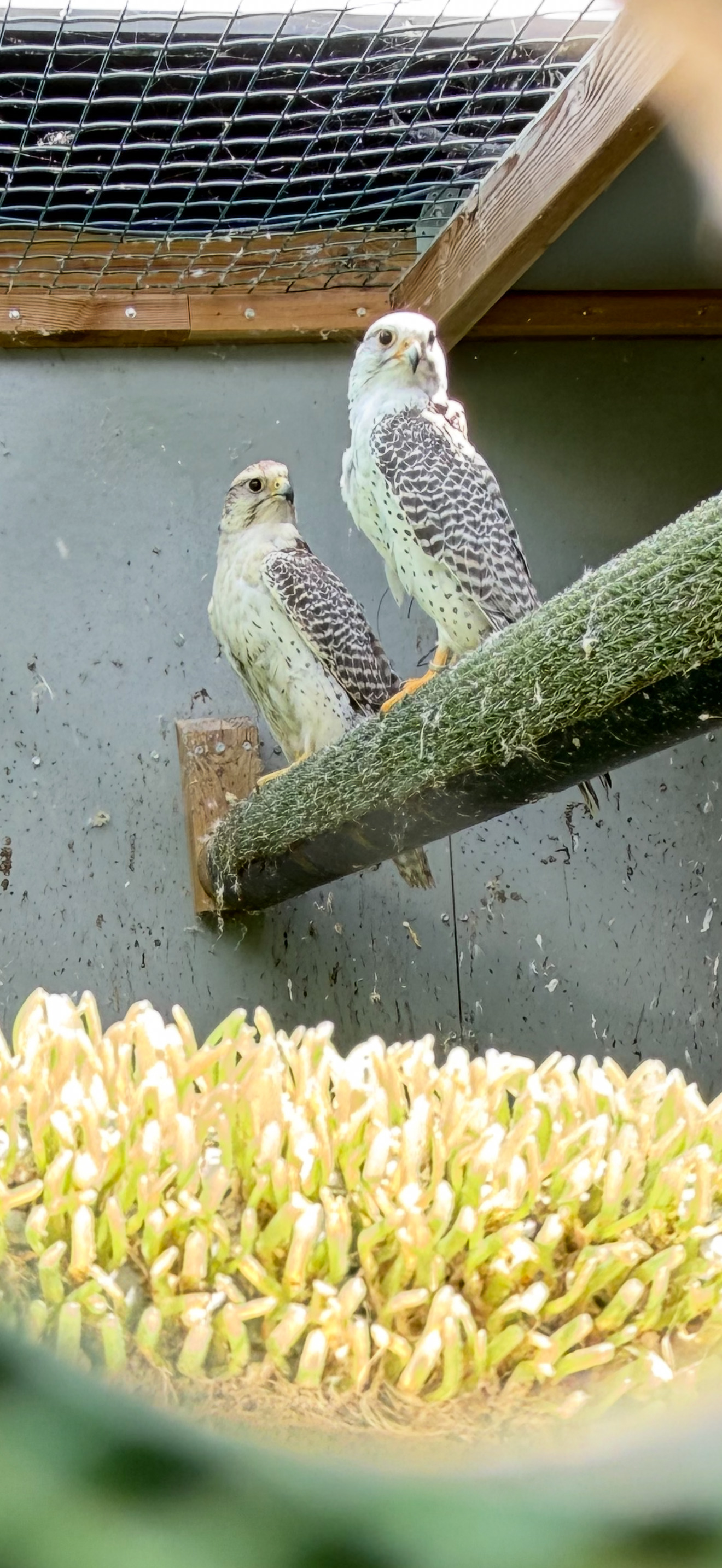 Gyr/sakers 7/8  breeding pairs  - Falcons