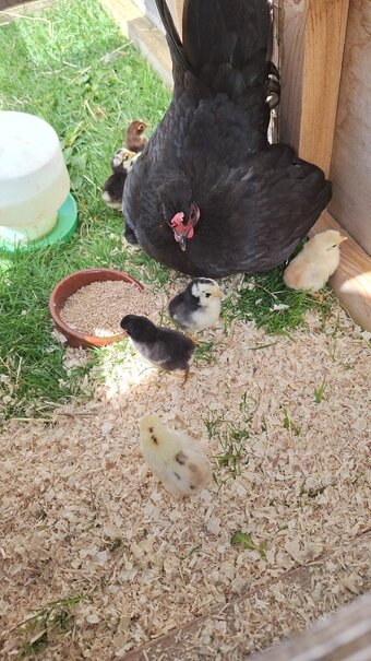 Bantom Hen and 8 Bantom Chick's 