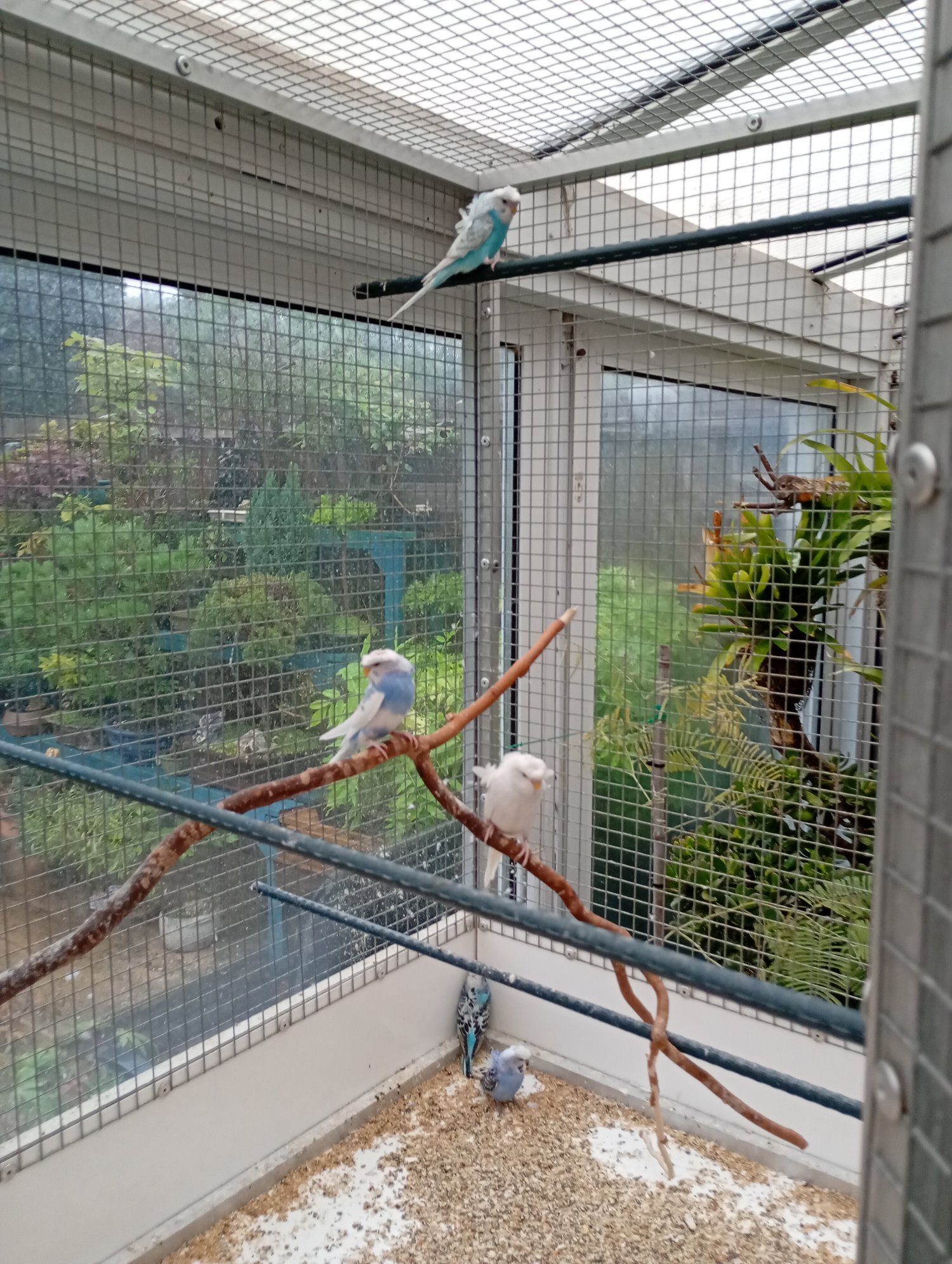 Helicopter budgies for sale  in {LOCATION}