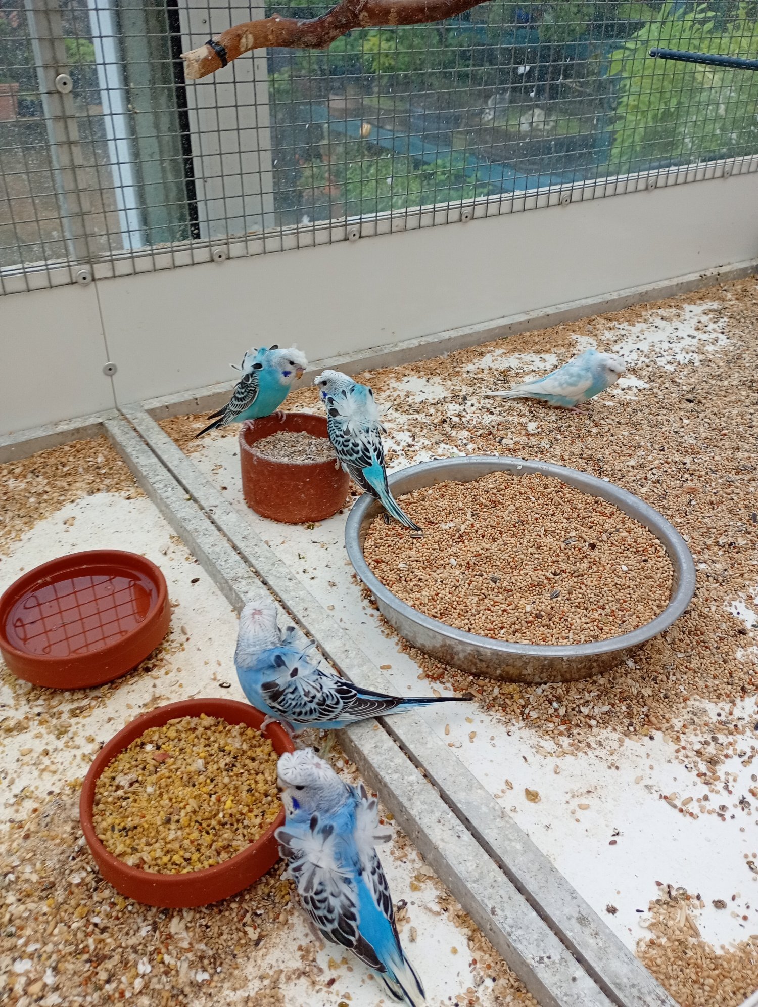 Budgerigars