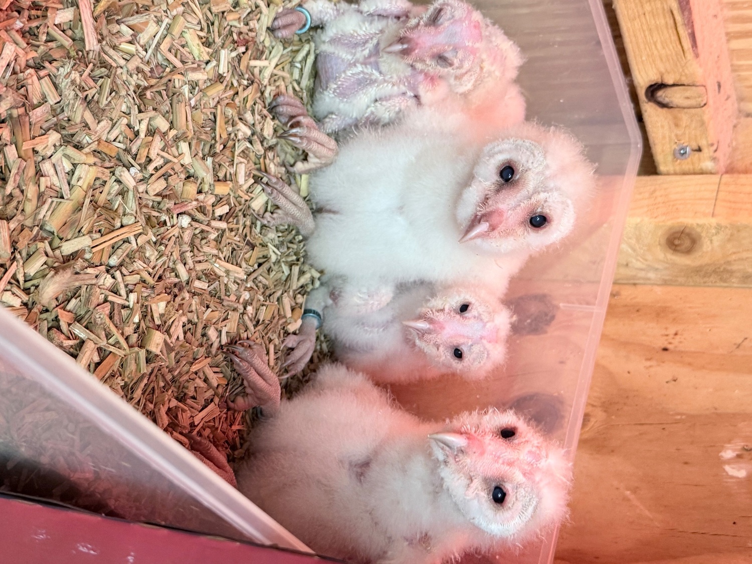 Owls