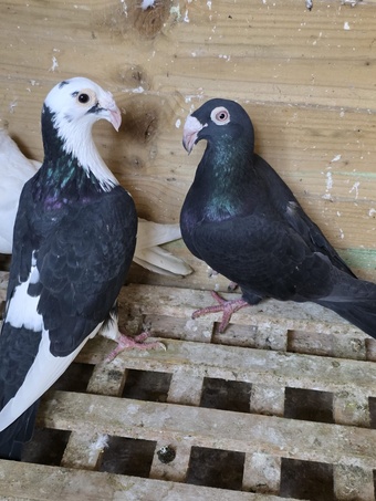 Egyptian Moraslat pigeons for sale