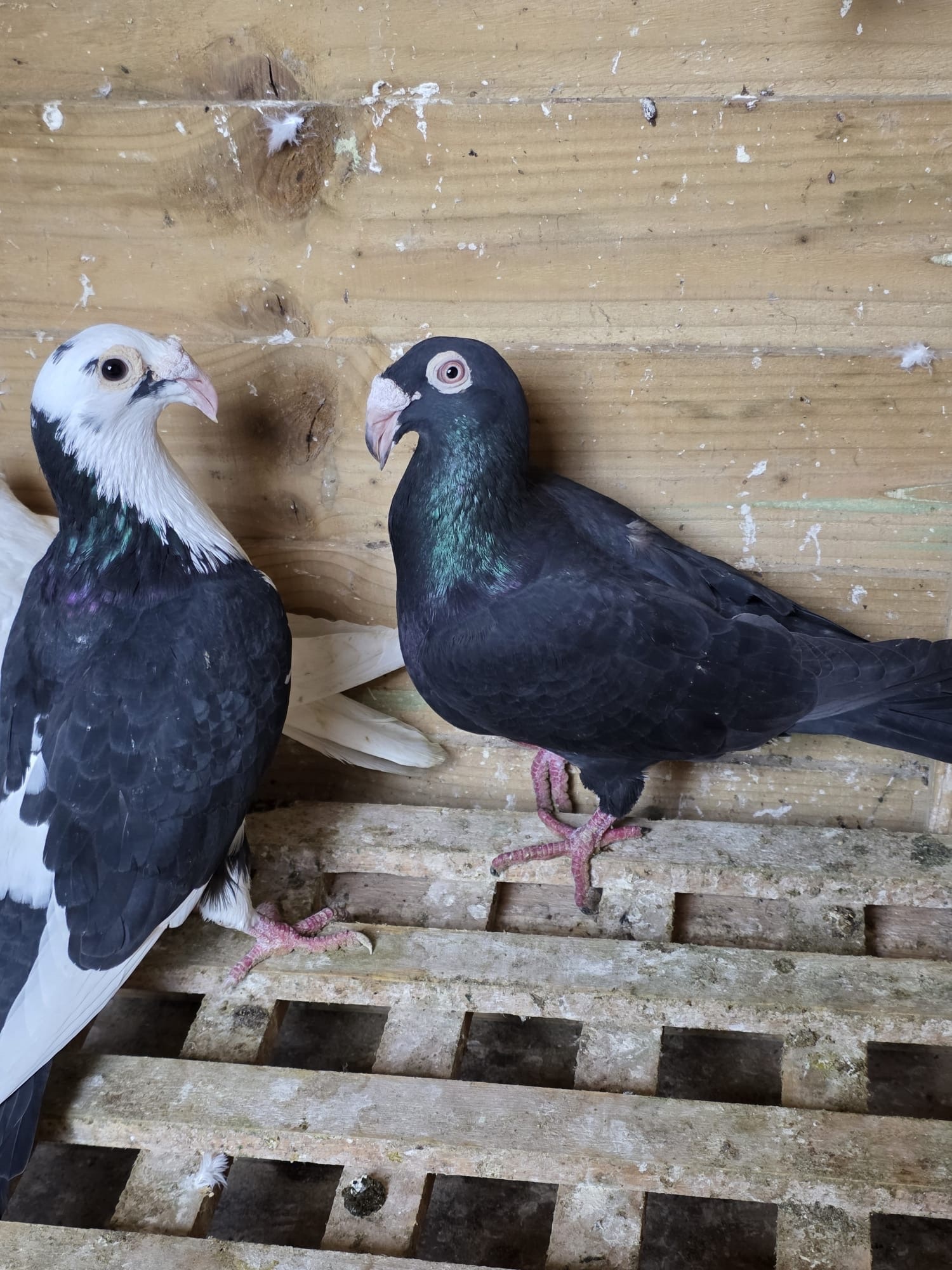 Pigeons
