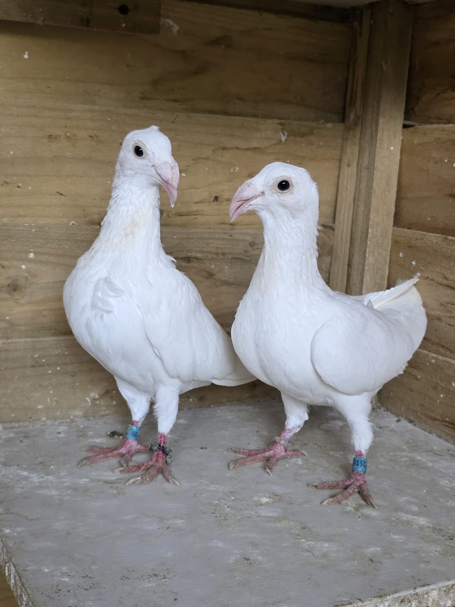 Pigeons - {TYPE}