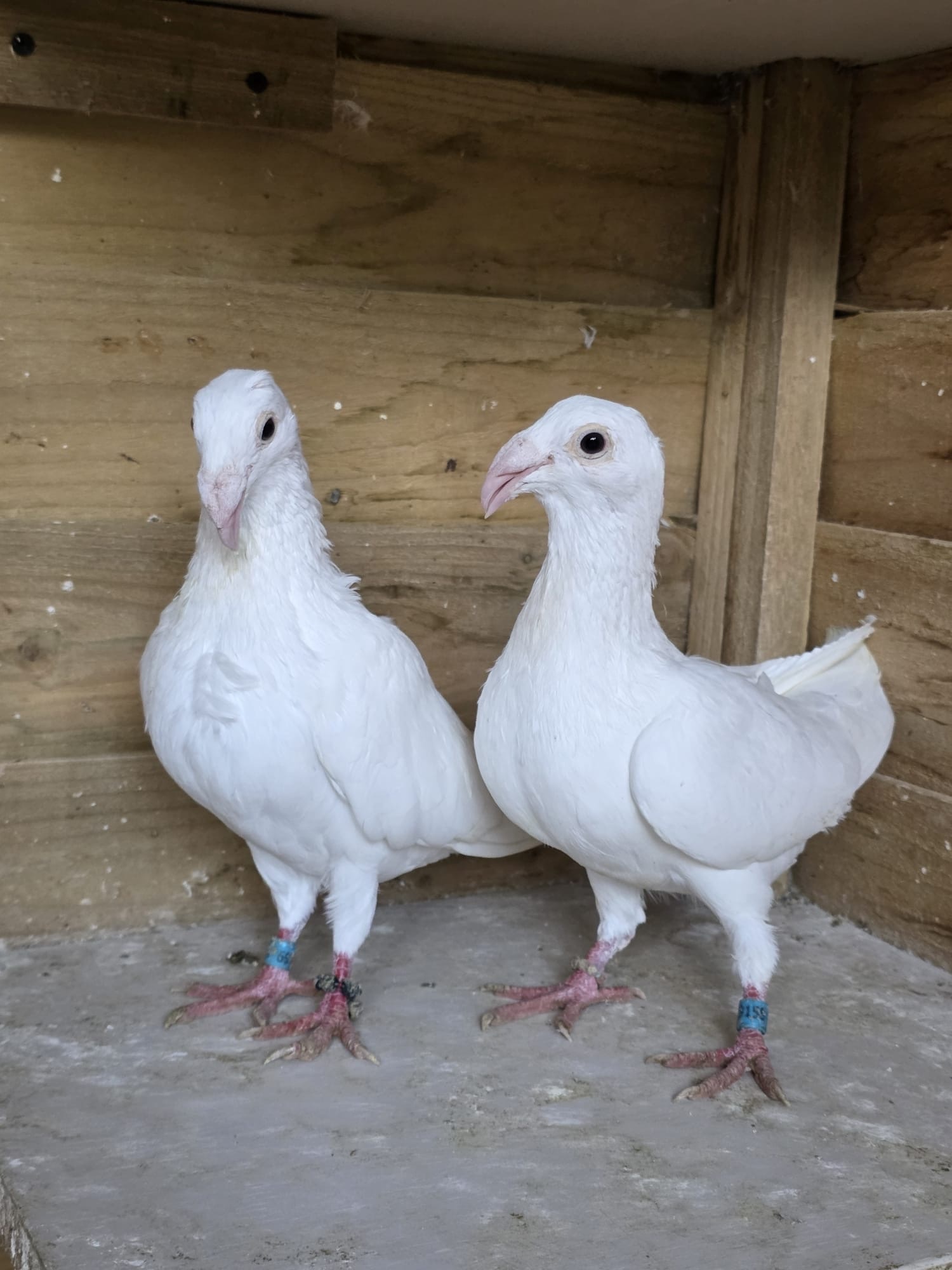 Pigeons - Egyptian Moraslat pigeons for sale