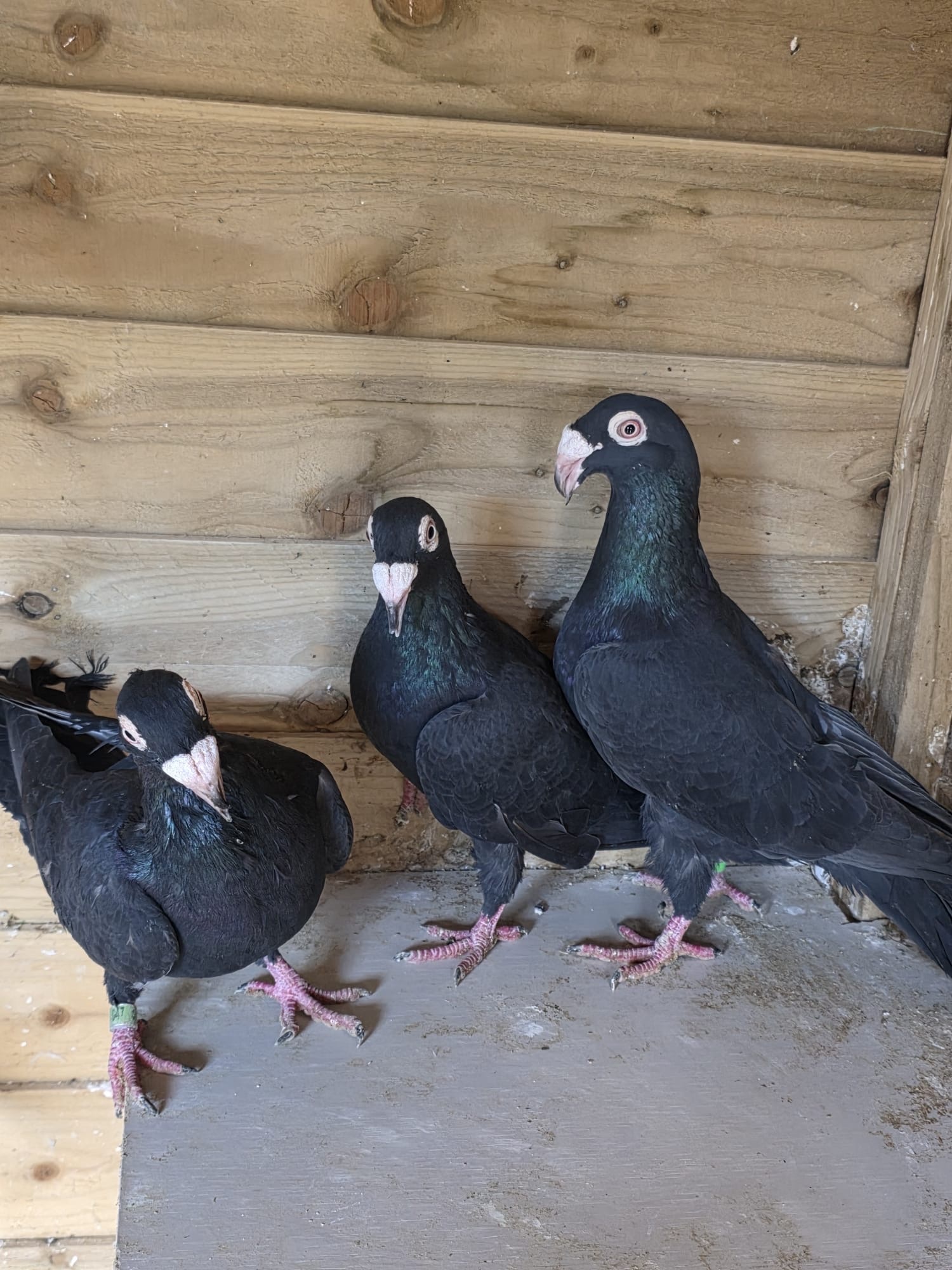 Egyptian Moraslat pigeons for sale - Pigeons