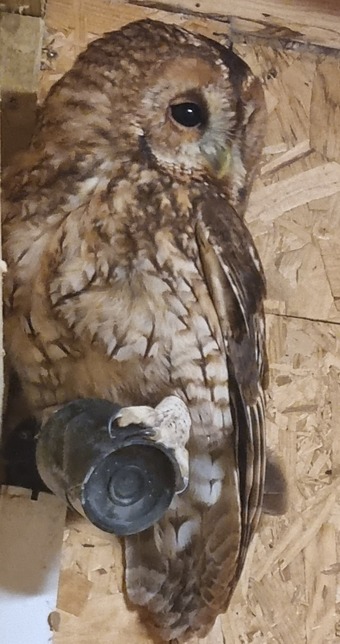 DNA'd male Tawny owl 